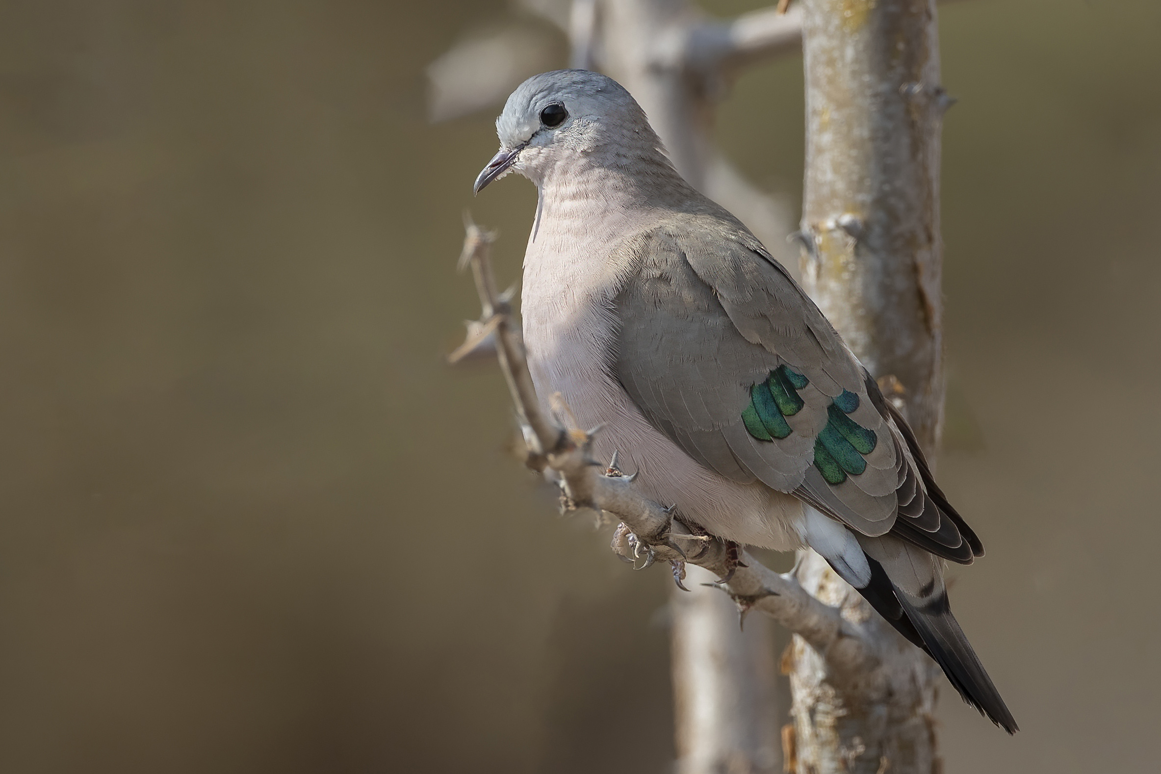 Emerald-spotted Wood-Dove